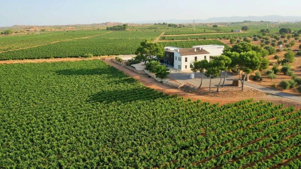 bodegayvinedos dron