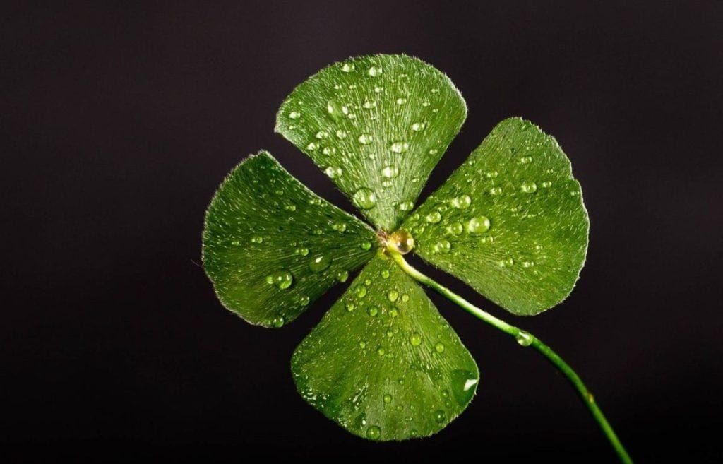 shallow focus photography of four leaf clover 705310 e1594669232127
