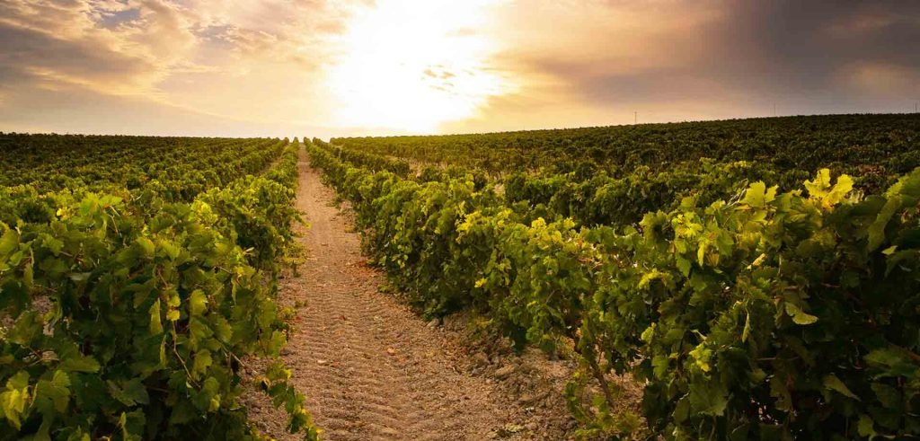 vinedos