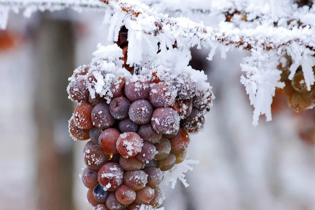 iceprinc 1024x683 1