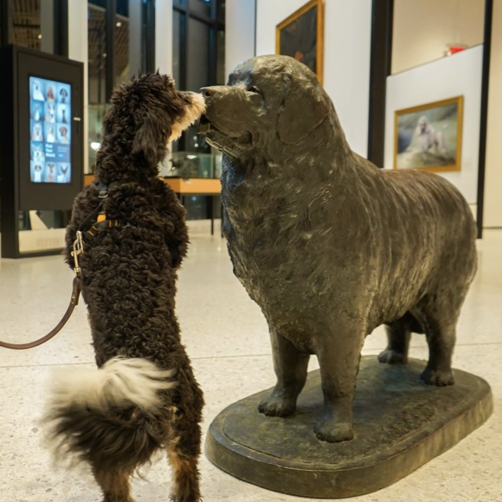 American Kennel Club Museum of the Dog square cf8daf7b0e58531fd0a8938812f32679 5c8fd60e1c8fe