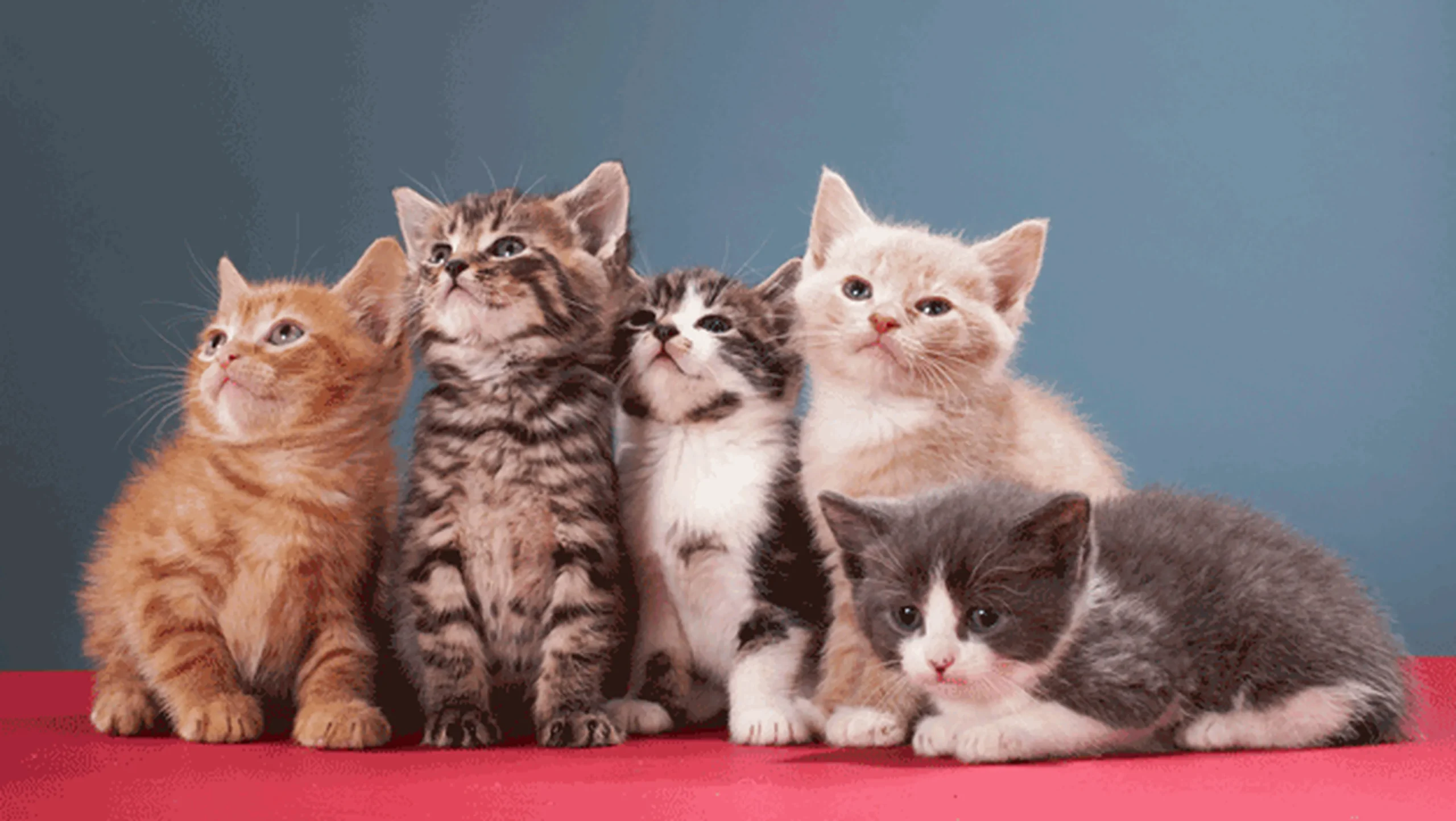 Día Internacional del Gato: 5 artistas aquí 1 día internacional del gato