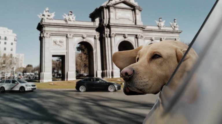 Ciudades Pet Friendly en España