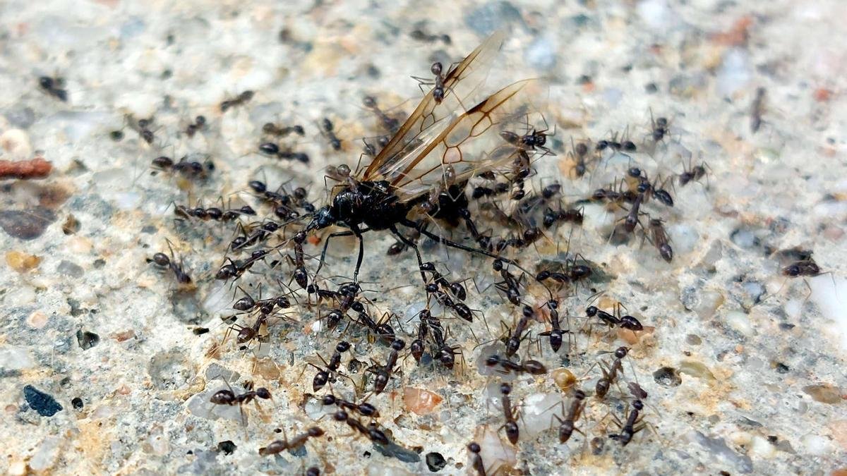 Hormigas Locas Barcelona: 1 Amenaza Invasora 3 Wine Gogh