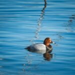 Piscina naturales Madrid; Top 7 4 Wine Gogh