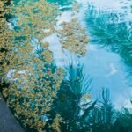 Piscina naturales Madrid; Top 7 2 Wine Gogh