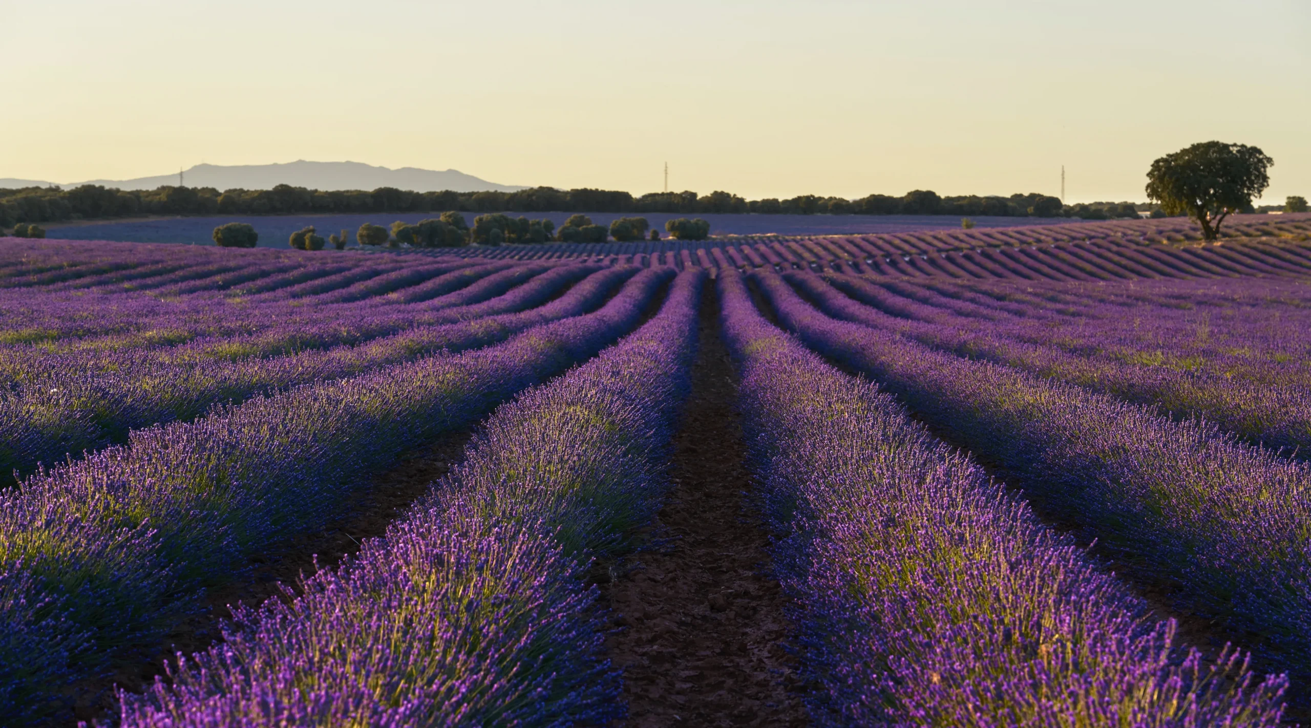 campos de lavanda