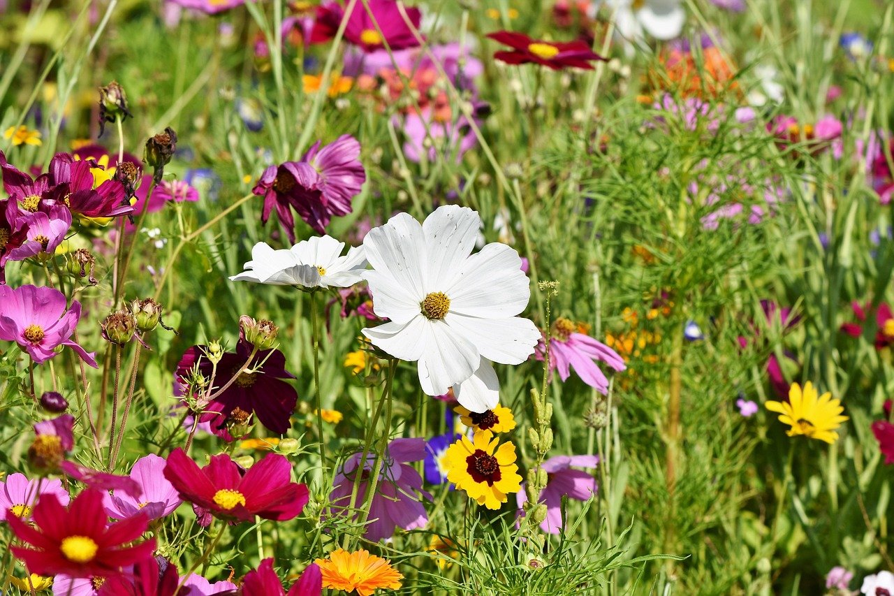 Lugares top en Barcelona; 5 Lugares Imperdibles en Barcelona para una Experiencia Inolvidable 2 flower meadow 3598562 1280