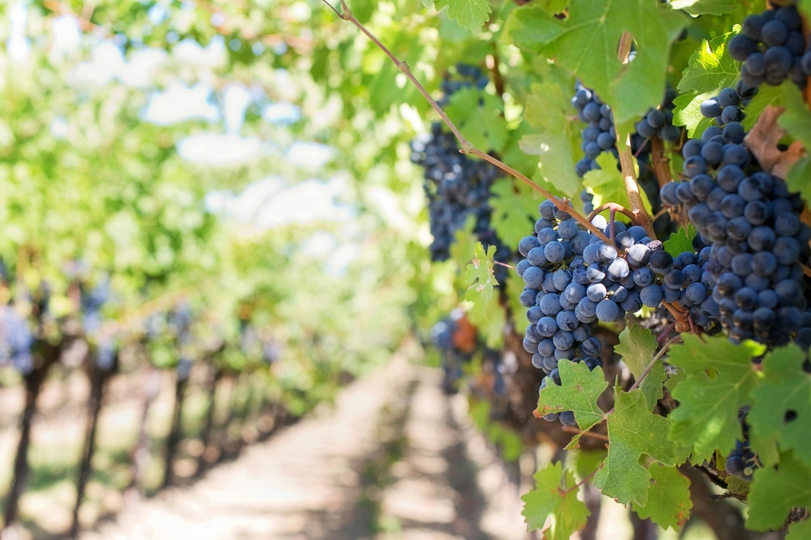 Donde disfrutar un vino en Barcelona: Descubre los 5 Mejores Lugares para Disfrutar del Vino en Barcelona 1 Disfrutar vino