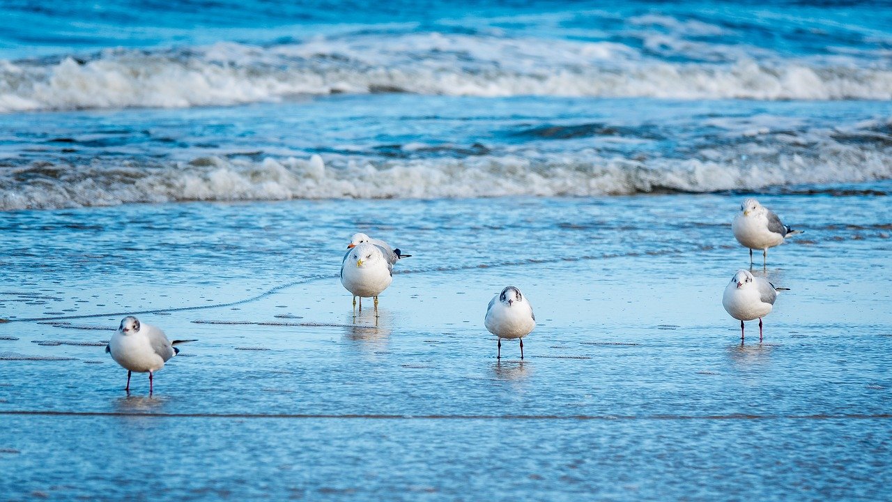 Tardes en Málaga; 5 Experiencias Imperdibles para Disfrutar una Tarde en Málaga 3 seagulls 7111718 1280 1