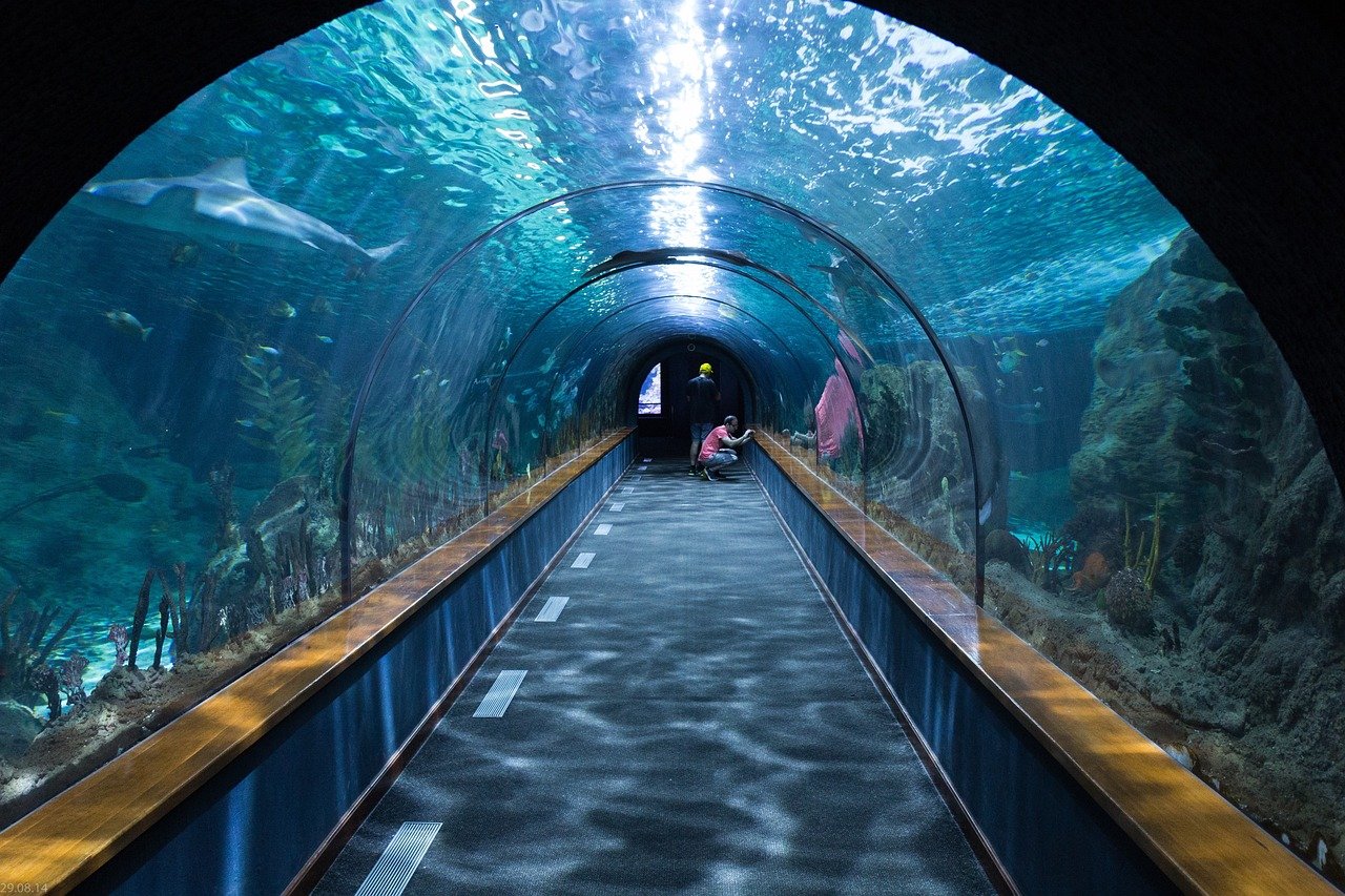 Planes familiares en Barcelona; 5 Planes Increíbles para Disfrutar en Familia en Barcelona 4 shark tunnel 473012 1280