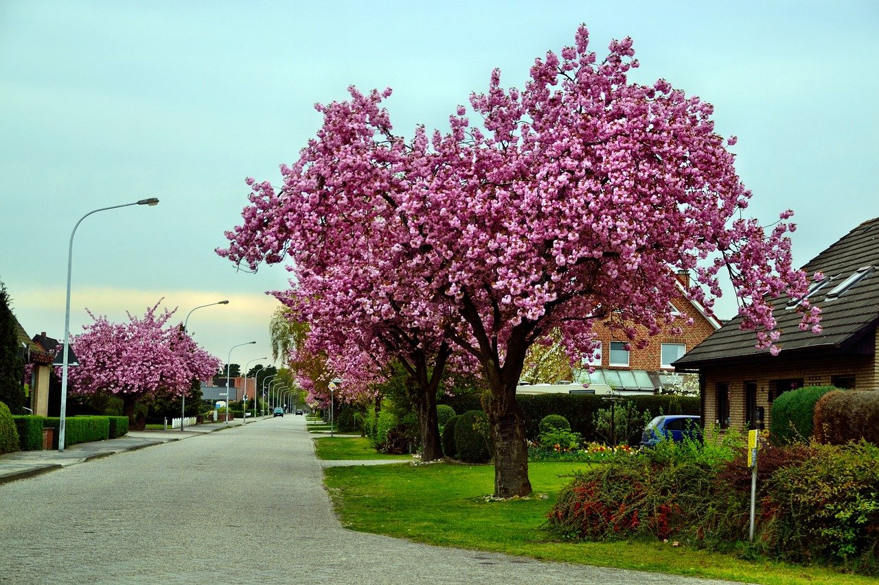 Sevilla en 48 Horas; 5 Experiencias Fascinantes para Vivir Sevilla en Solo 48 Horas 2 ornamental cherry 1102597 1280 1