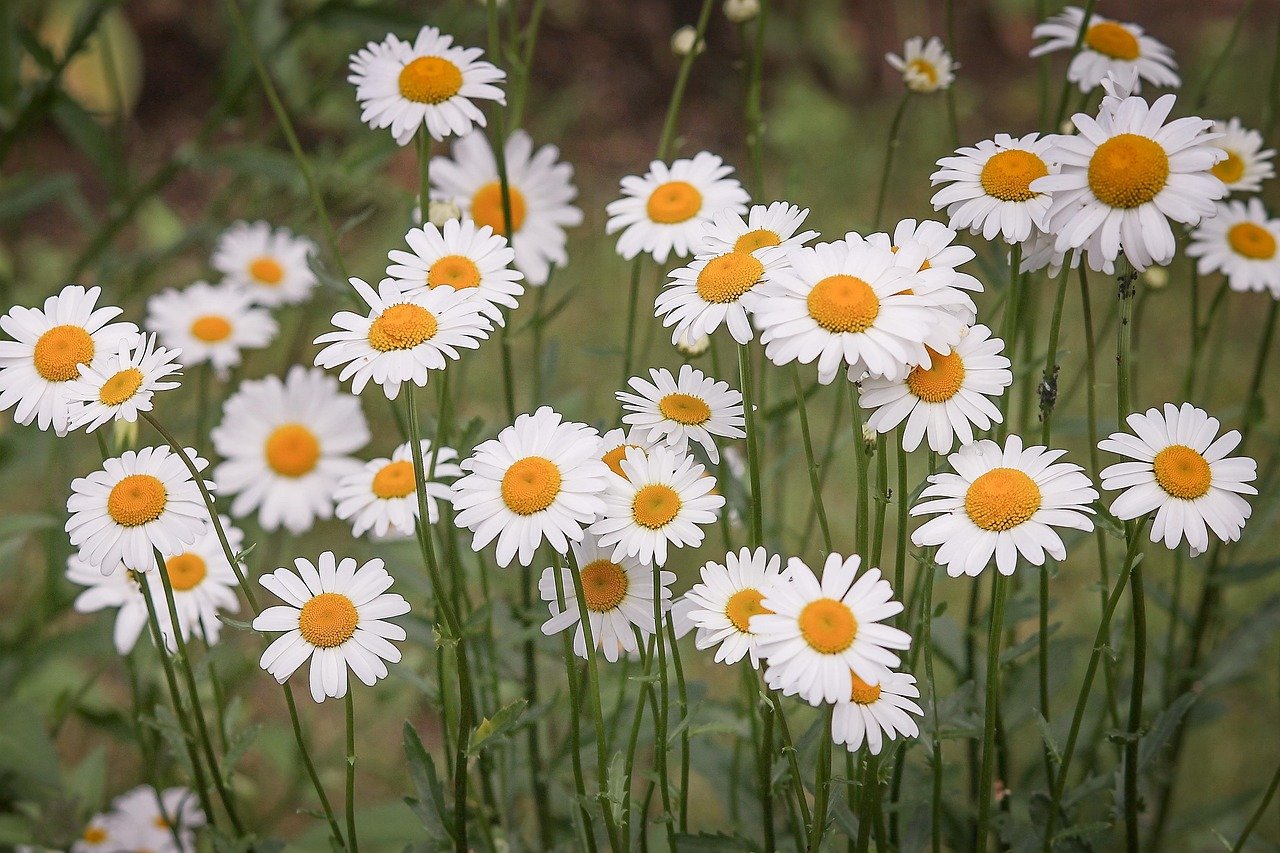 florerias cerca de mi en madrid