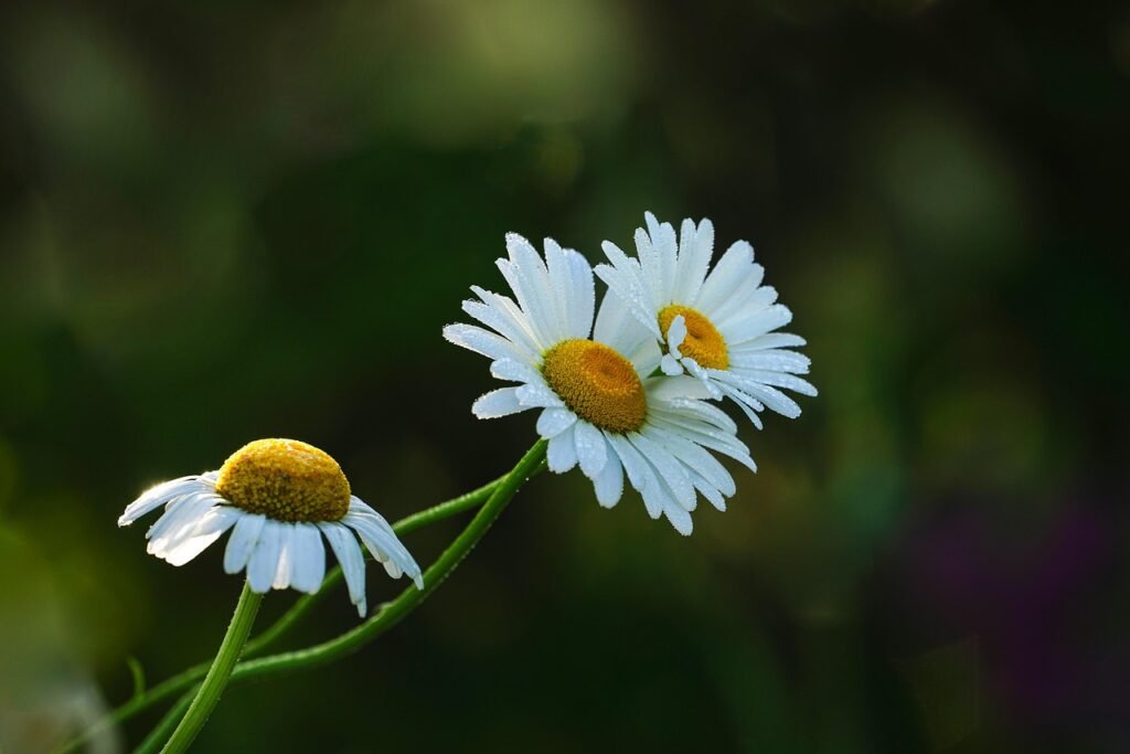 Florerías cerca de mí en Málaga: 1 Guía completa para encontrar las mejores flores 58 florerias cerca de mi en barcelona