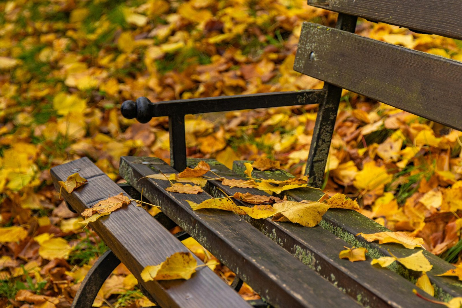 Los parques en Sevilla: pulmones verdes y 1 alma de la ciudad 2 pexels jan brndiar 809427026 34492129 scaled