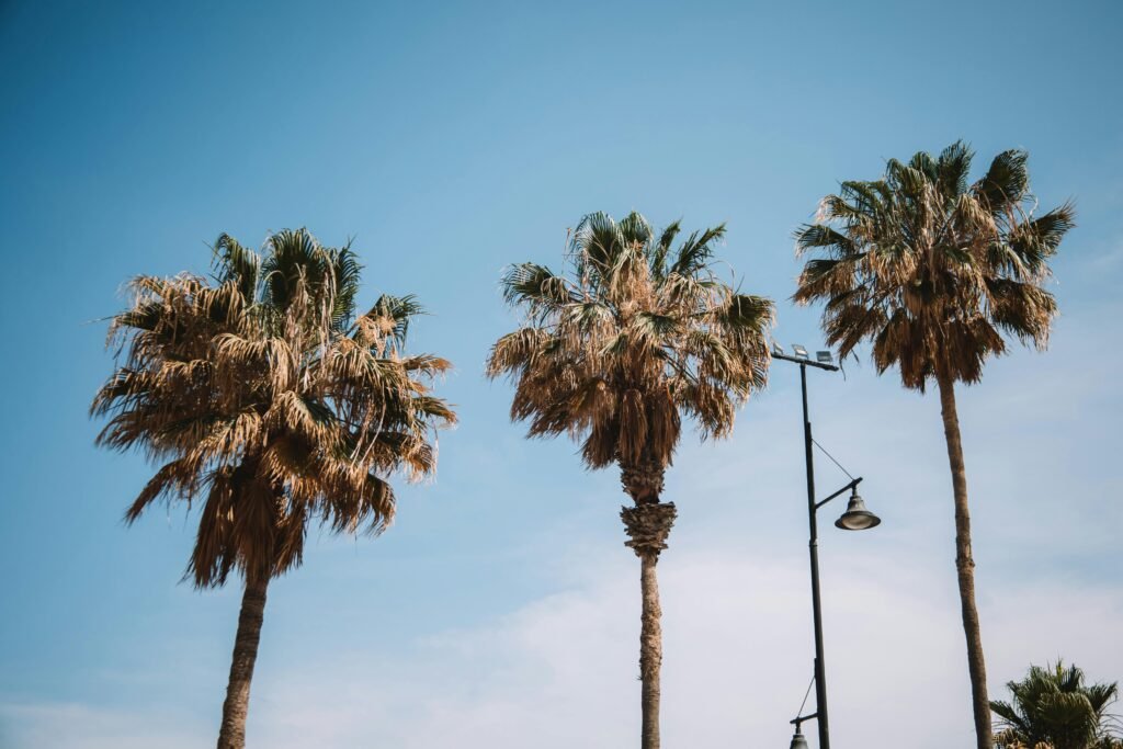 Los mejores parques en Málaga: naturaleza, 1 ocio y bienestar en la Costa del Sol 5 pexels joaquin carfagna 3131171 16753343