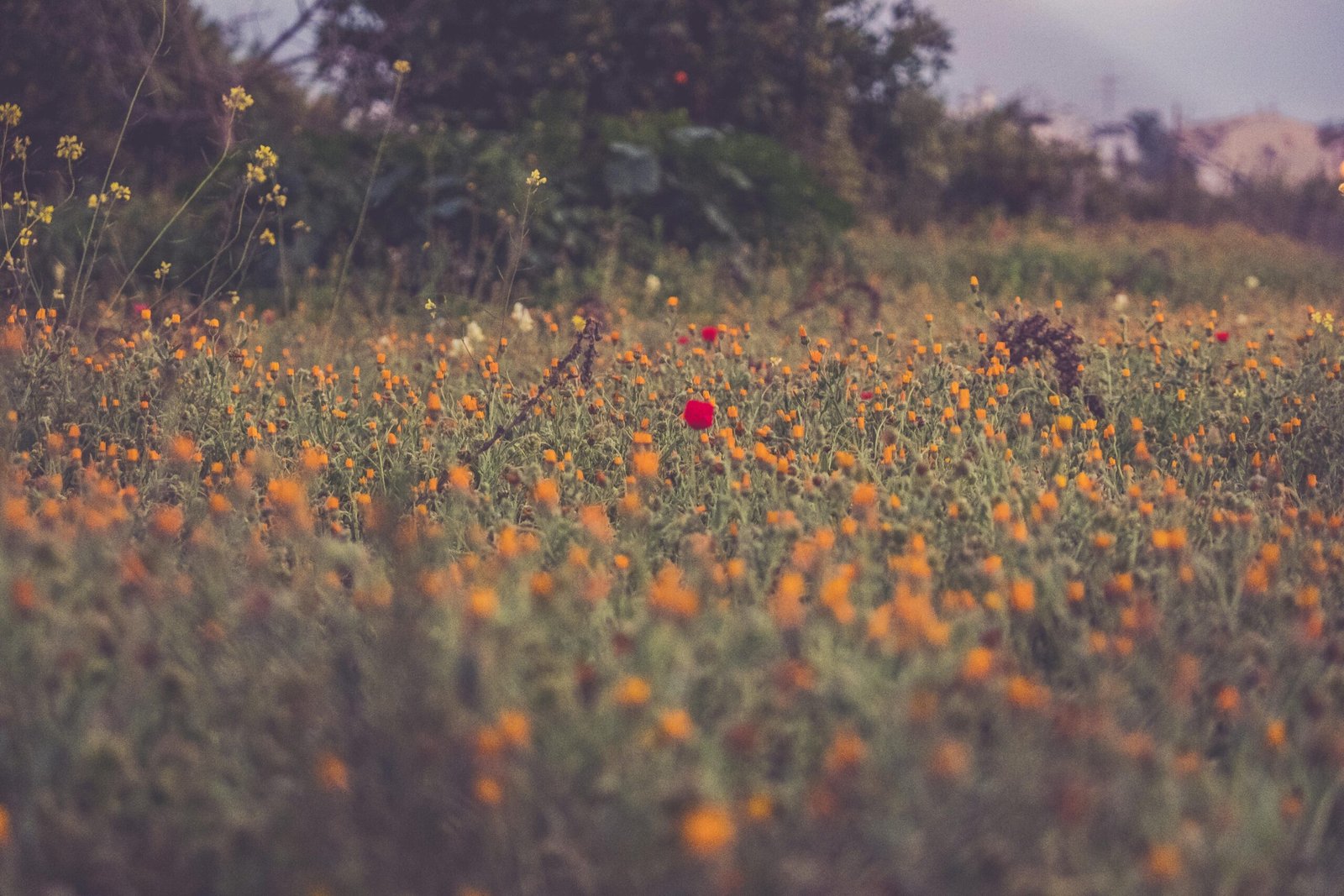 Fin de Semana Málaga: 1 Guía Completa para Disfrutar al Máximo 1 fin de semana malaga