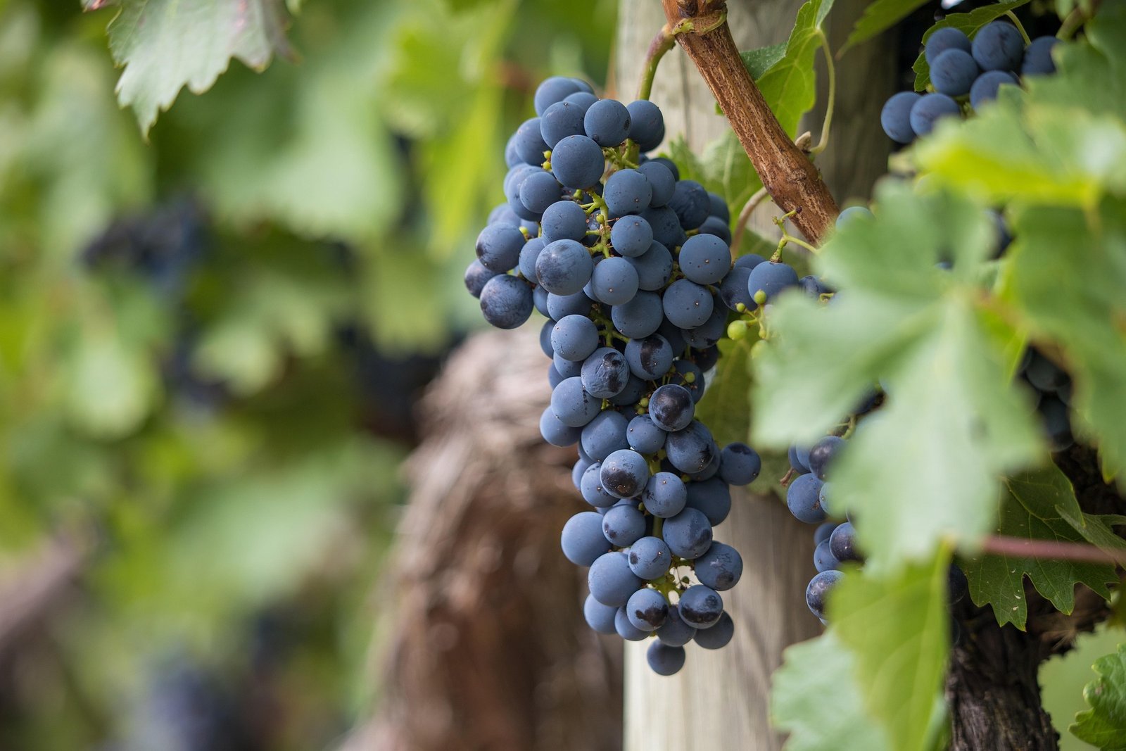Turismo enológico: 5 experiencias fascinantes que todo amante del vino debe vivir 3 Wine Gogh