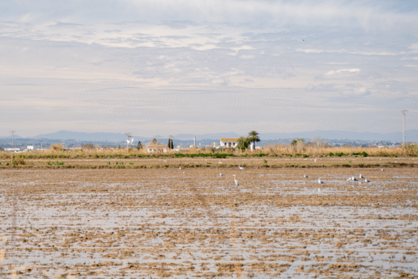 Un paisaje tranquilo de los humedales de Albufera en Valencia, con aves y una serena extensión de agua.