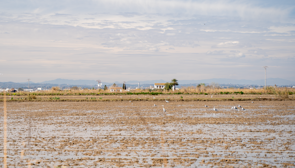 Un paisaje tranquilo de los humedales de Albufera en Valencia, con aves y una serena extensión de agua.